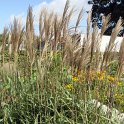 Miscanthus sinensis fleur